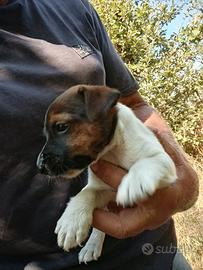 Jack russell terrier