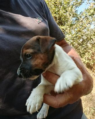 Jack russell terrier