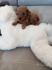 Barboncino Red Toy con microchip