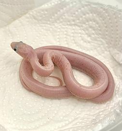 Serpenti del grano pantherophis guttatus corn snak