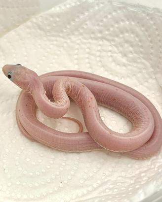 Serpenti del grano pantherophis guttatus corn snak