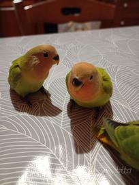 Inseparabile allevato a mano