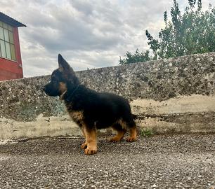 Pastore tedesco con pedigree