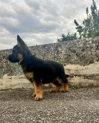 Pastore tedesco con pedigree