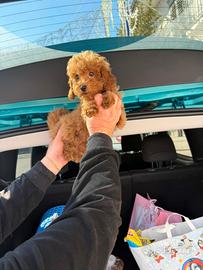 Barboncino Mini Toy Red