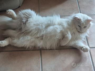 Femmina di Maine Coon