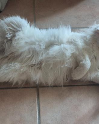 Femmina di Maine Coon