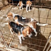 Cani da caccia Beagle