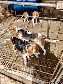 Cani da caccia Beagle