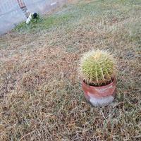 cactus gursone 