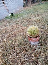 cactus gursone 