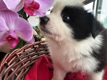 Cuccioli di Border Collie
