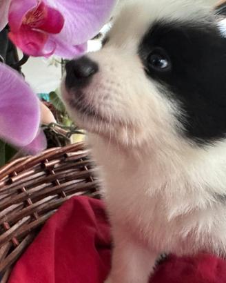Cuccioli di Border Collie