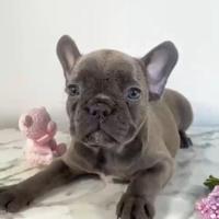Bulldog francese