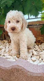 Lagotto Romagnolo