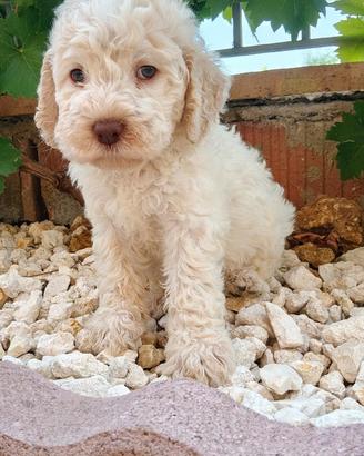 Lagotto Romagnolo