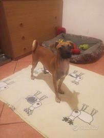 Maschio fulvo Jerry