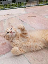 Gattino siberiano / Cucciolo di gatto siberiano