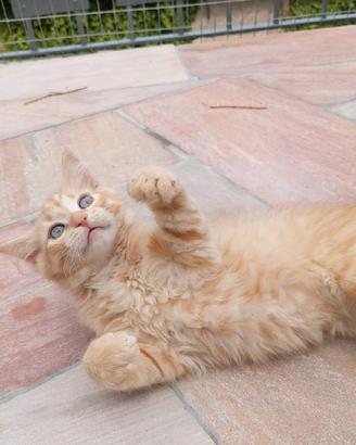 Gattino siberiano / Cucciolo di gatto siberiano