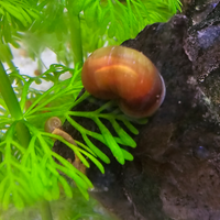 15 lumache Red Indoplanorbis exustus