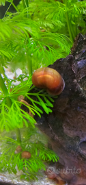 15 lumache Red Indoplanorbis exustus