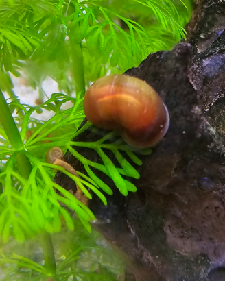 15 lumache Red Indoplanorbis exustus