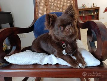 Chihuahua per monta