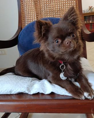 Chihuahua per monta