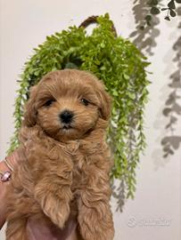 Maltipoo