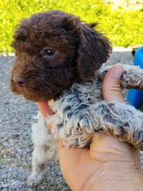 Cuccioli di Lagotto Romagnolo