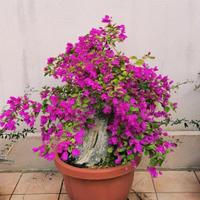 Pre bonsai bouganville 