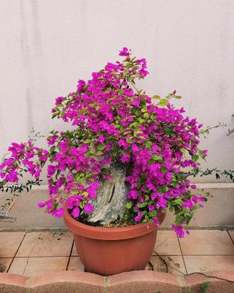 Pre bonsai bouganville 