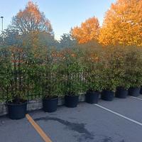Piante per siepi Photinia Red Robin