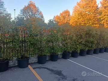 Piante per siepi Photinia Red Robin
