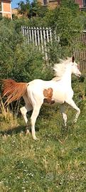cavalla paint super