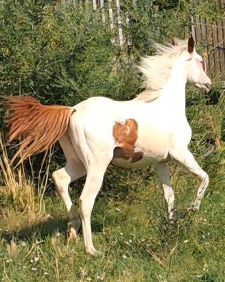 cavalla paint super