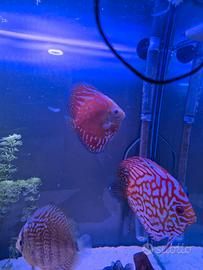 coppia discus pigeon