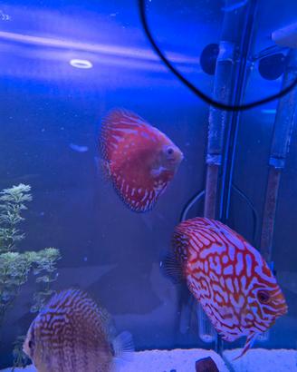 coppia discus pigeon