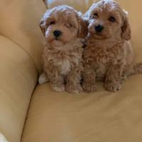 Maltipoo