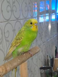 Cocorita