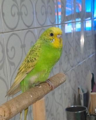 Cocorita