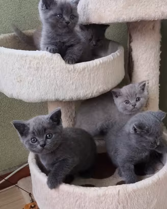 Gattini British shorthair