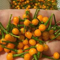 Aji Chaparita,Carolina Reaper ecc.Semi