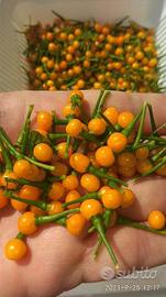 Aji Chaparita,Carolina Reaper ecc.Semi