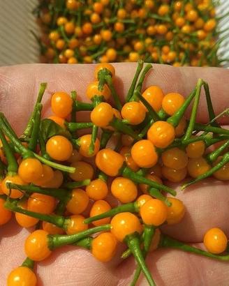Aji Chaparita,Carolina Reaper ecc.Semi