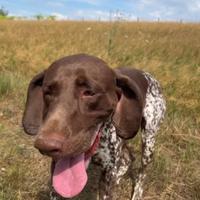 Cane tartufi bianco/nero (bracco tedesco)