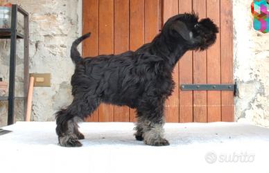 Cuccioli schnauzer nano