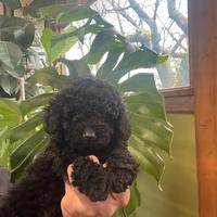 Barboncino nano piccolo