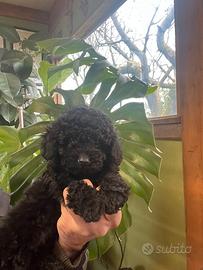 Barboncino nano piccolo