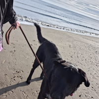 Disponibile per monta